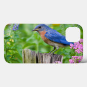 Bluebird-Männchen auf Zaunpfosten im Blumengarten Case-Mate iPhone Hülle (Rückseite (Horizontal))