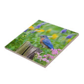 Bluebird-Männchen auf Zaunpfosten im Blumengarten Fliese (Seite)