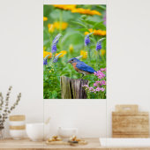 Bluebird-Männchen auf Zaunpfosten im Blumengarten Poster (Küche)