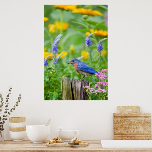 Bluebird-Männchen auf Zaunpfosten im Blumengarten Poster (Küche)