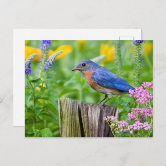 Bluebird-Männchen auf Zaunpfosten im Blumengarten Postkarte (Vorne/Hinten)