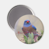 Bluebird mit Berry Magnet (Vorderseite/Rückseite)