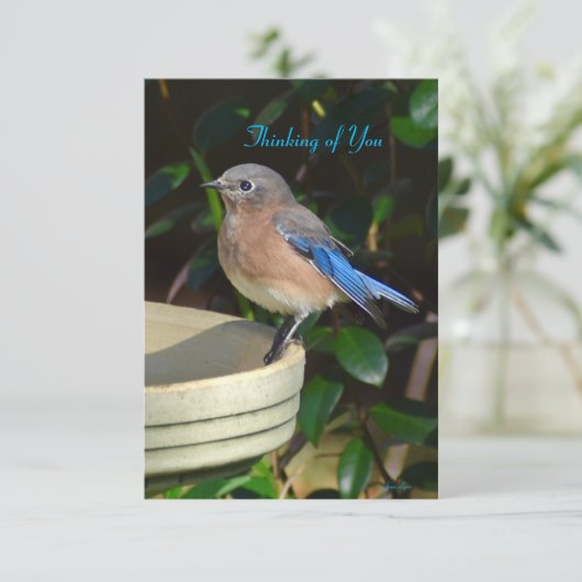 Bluebird Nature Note Card Denken Sie an Sie Dankeskarte (Stehend Vorderseite)