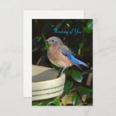 Bluebird Nature Note Card Denken Sie an Sie Dankeskarte (Vorne/Hinten)