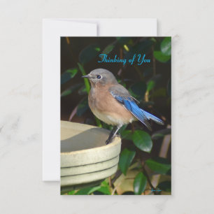 Bluebird Nature Note Card Denken Sie an Sie Dankeskarte