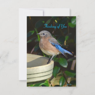 Bluebird Nature Note Card Denken Sie an Sie Dankeskarte