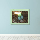 Bluebird Nest & Eggs Leinwanddruck (Insitu (Holzboden))