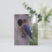 Bluebird Nest Postcard Postkarte (Stehend Vorderseite)