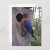 Bluebird Nest Postcard Postkarte (Vorne/Hinten)