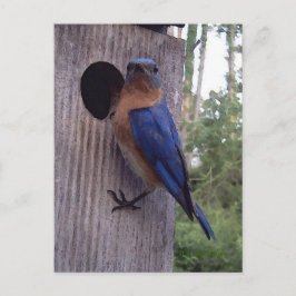 Bluebird Nest Postcard Postkarte