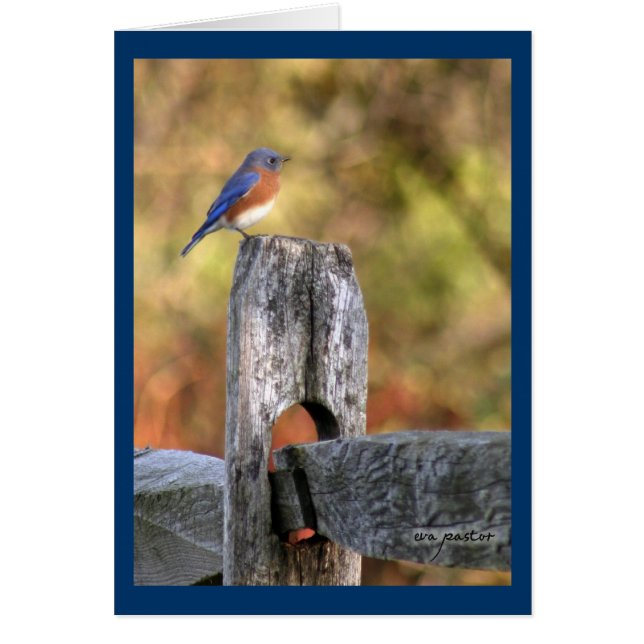 Bluebird of Happiness ~ Art Mooney (Vorne)