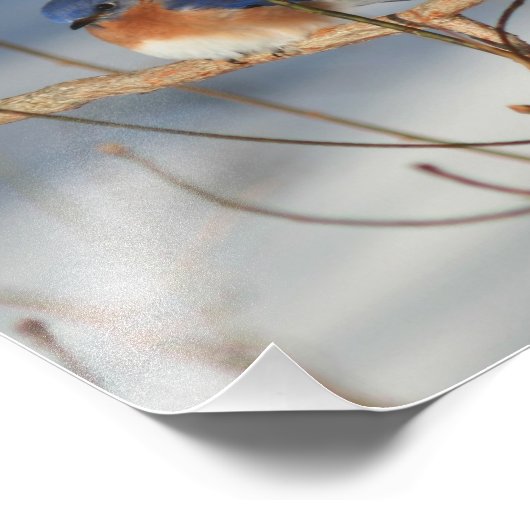 Bluebird of Happiness Inspiration 8x10 Fotodruck (Ecke)