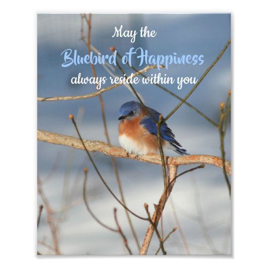 Bluebird of Happiness Inspiration 8x10 Fotodruck (Vorne)