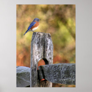 Bluebird of Happiness - Poster