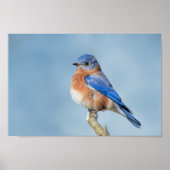 Bluebird of Happiness Poster (Vorne)