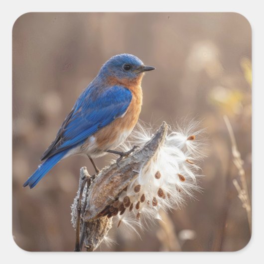 Bluebird on a Milkweed Pod Quadratischer Aufkleber (Vorderseite)