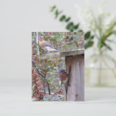 Bluebird Pair Postcard Postkarte (Stehend Vorderseite)
