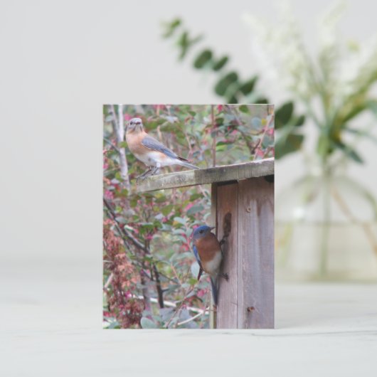 Bluebird Pair Postcard Postkarte (Stehend Vorderseite)