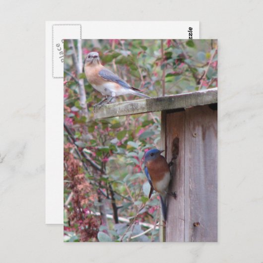 Bluebird Pair Postcard Postkarte (Vorne/Hinten)