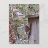 Bluebird Pair Postcard Postkarte (Vorderseite)