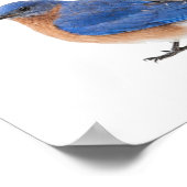Bluebird Poster (Ecke)