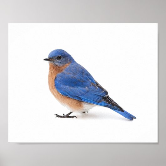Bluebird Poster (Vorne)