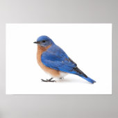 Bluebird Poster (Vorne)