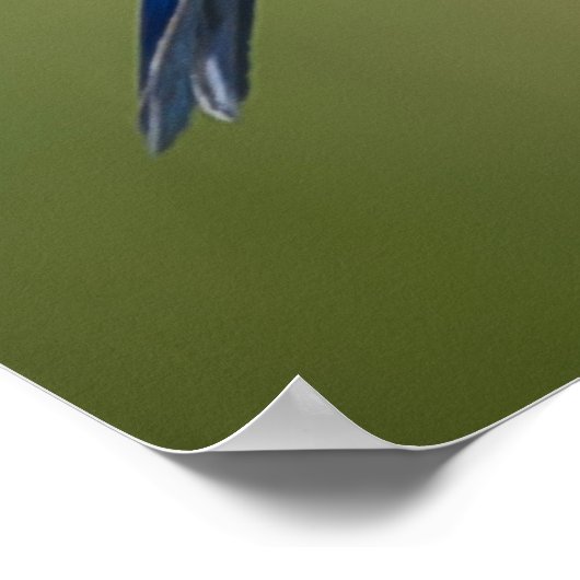 Bluebird Poster (Ecke)