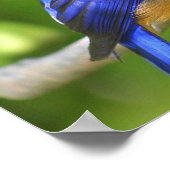 Bluebird Poster (Ecke)