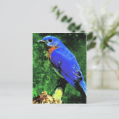 Bluebird Postkarte (Stehend Vorderseite)