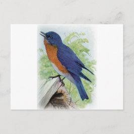 Bluebird Postkarte