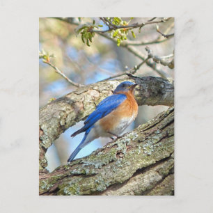 Bluebird Postkarte