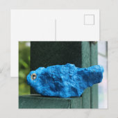 Bluebird Rock Postkarte (Vorne/Hinten)