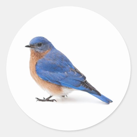 Bluebird Runder Aufkleber (Vorderseite)