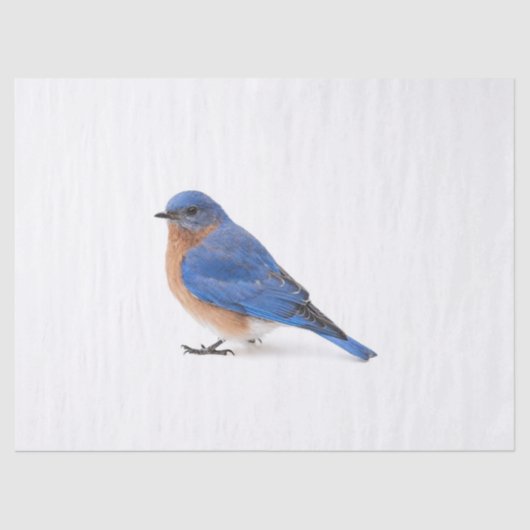 Bluebird Seidenpapier (Vorderseite)