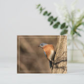 Bluebird, Seitenblicke Postkarte (Stehend Vorderseite)