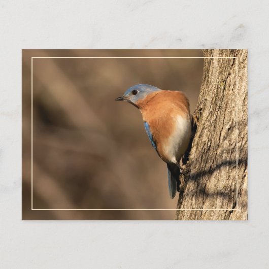 Bluebird, Seitenblicke Postkarte (Vorderseite)