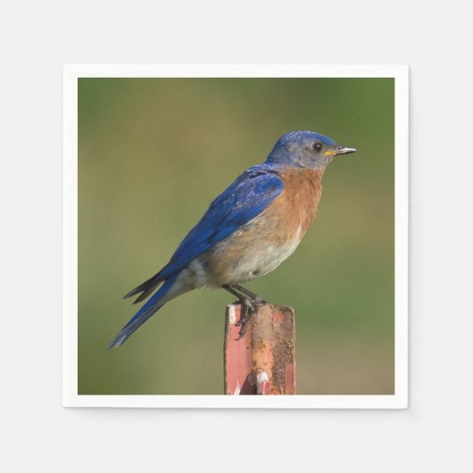 Bluebird Serviette (Vorderseite)