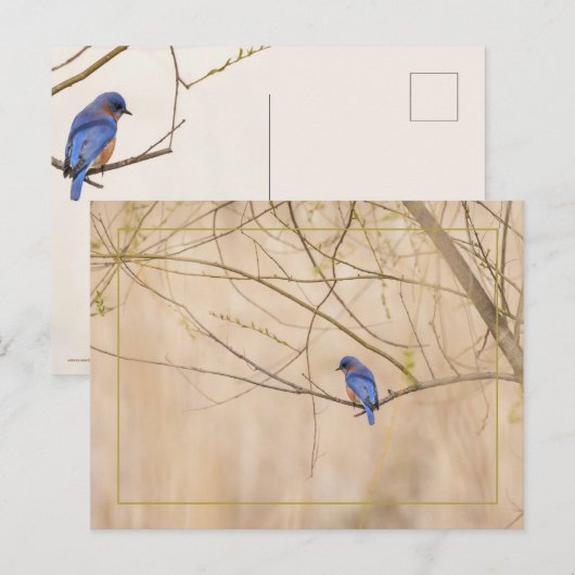 Bluebird Spring Postkarte (Vorne/Hinten)