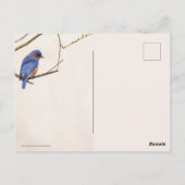 Bluebird Spring Postkarte (Rückseite)