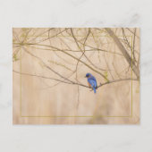 Bluebird Spring Postkarte (Vorderseite)