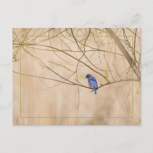 Bluebird Spring Postkarte (Vorderseite)