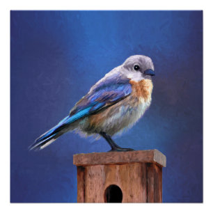 Bluebird (weibliche Malerei) - Original Bird Art Poster