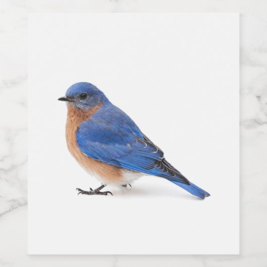 Bluebird Weinetikett (Einzelnes Label)