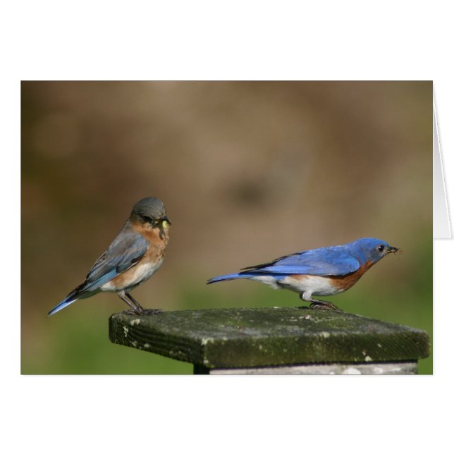 Bluebirds (Vorderseite (Horizontal))