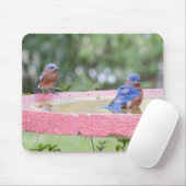 Bluebirds in Vogelbädern Mousepad (Mit Mouse)