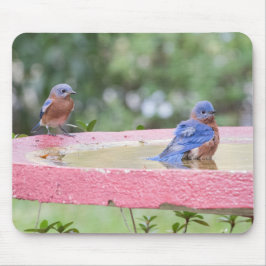 Bluebirds in Vogelbädern Mousepad