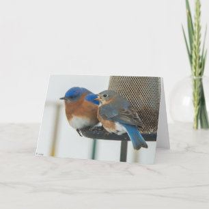 Bluebirds Karte