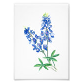 Bluebonnet 1 fotodruck (Vorne)