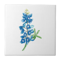 Bluebonnet 2